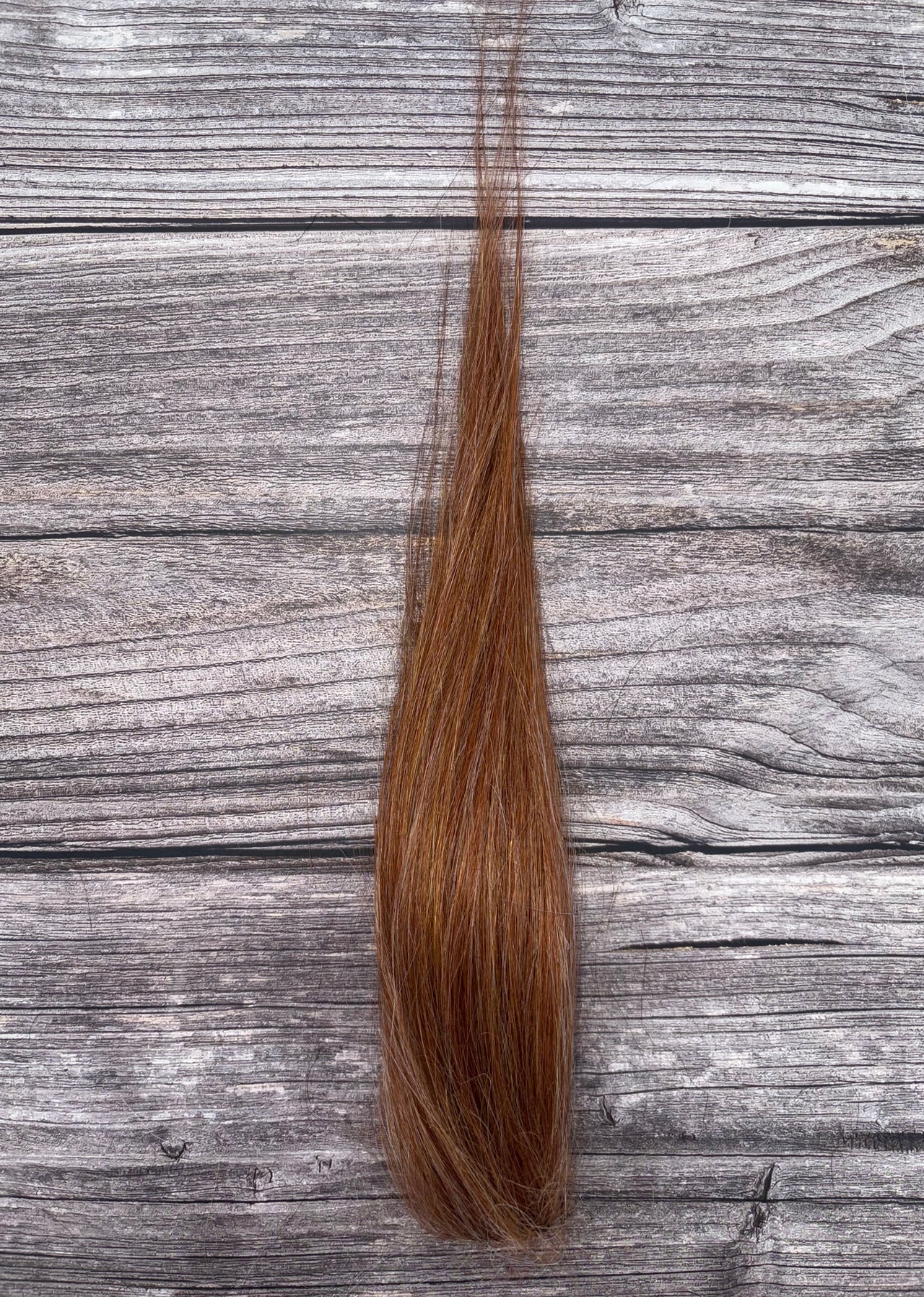 Orangutan