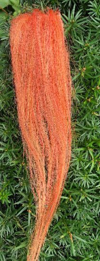 Carota sporca
