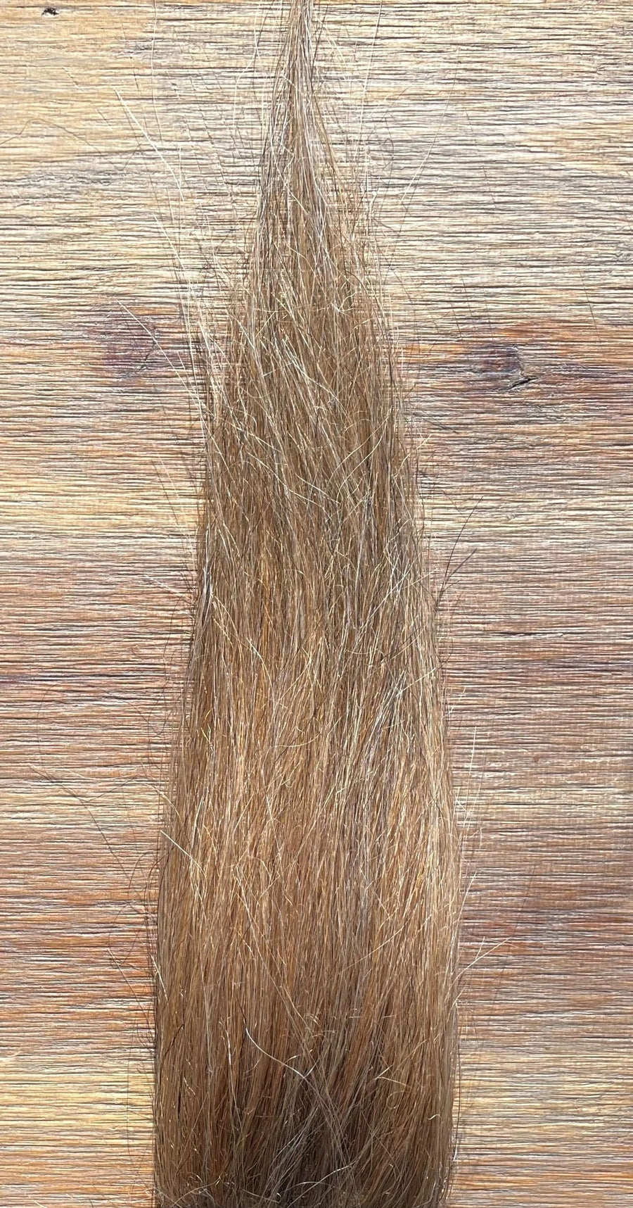 Maize