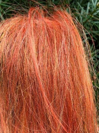 Carota sporca