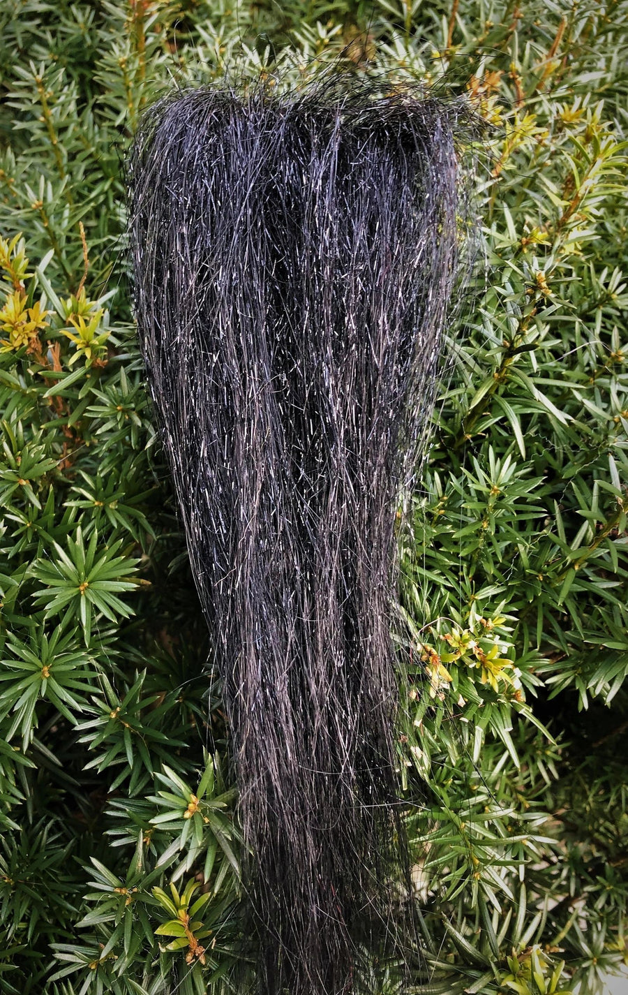 Scintilla Nera